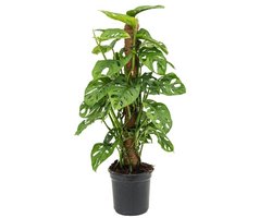 JUNAVERA Monstera Monkey Leaf | Monstera adansonii met kokospaal in 17 cm pot | 80 cm hoge tropische kamer- en terrariumplant