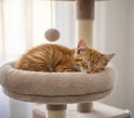 Oranje gestreepte kitten slaapt in een zacht, rond mandje bovenop een krabpaal.