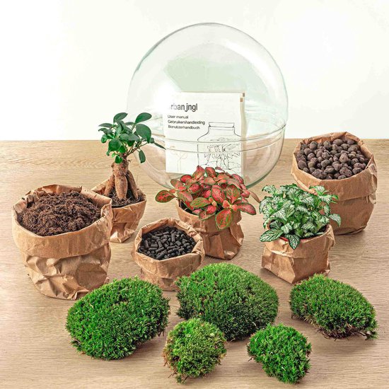 Terrarium - Dome XL bonsai - ↑ 30 cm - Ecosysteem plant - Kamerplanten - DIY planten terrarium - Mini ecosysteem + Hark + Schep + Pincet + Schaar