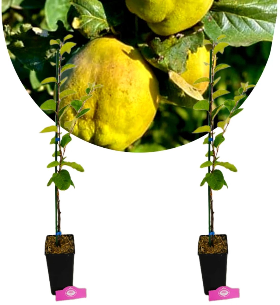 Set van 2 Cydonia oblonga 'Vranja' - Kweepeerboom, 1.5 liter pot