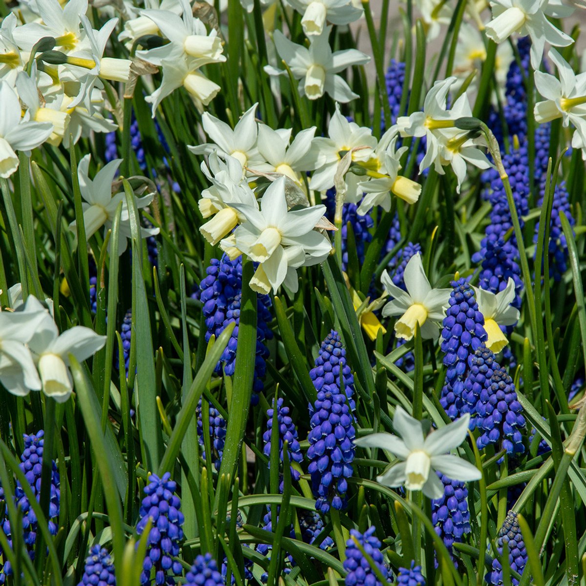 Pizza Narcis Thalia & Muscari Armeniacum | 1 stuk | Blauw | Wit