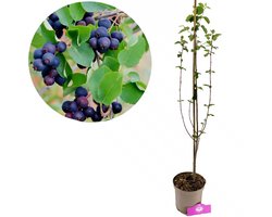 Amelanchier alnifolia 'Northline', Krentenboompje, Hoogte 70cm, 2 liter pot