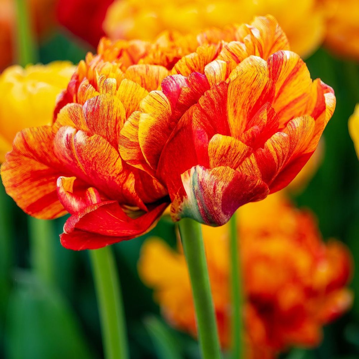 Tulpenbollen Sunlover - 30 bloembollen - bolmaat 11/12 - oranje/rood/geel, dubbelbloemig, voorjaarsbloeier, winterhard - direct van de kweker - Flowerbulbs Amsterdam