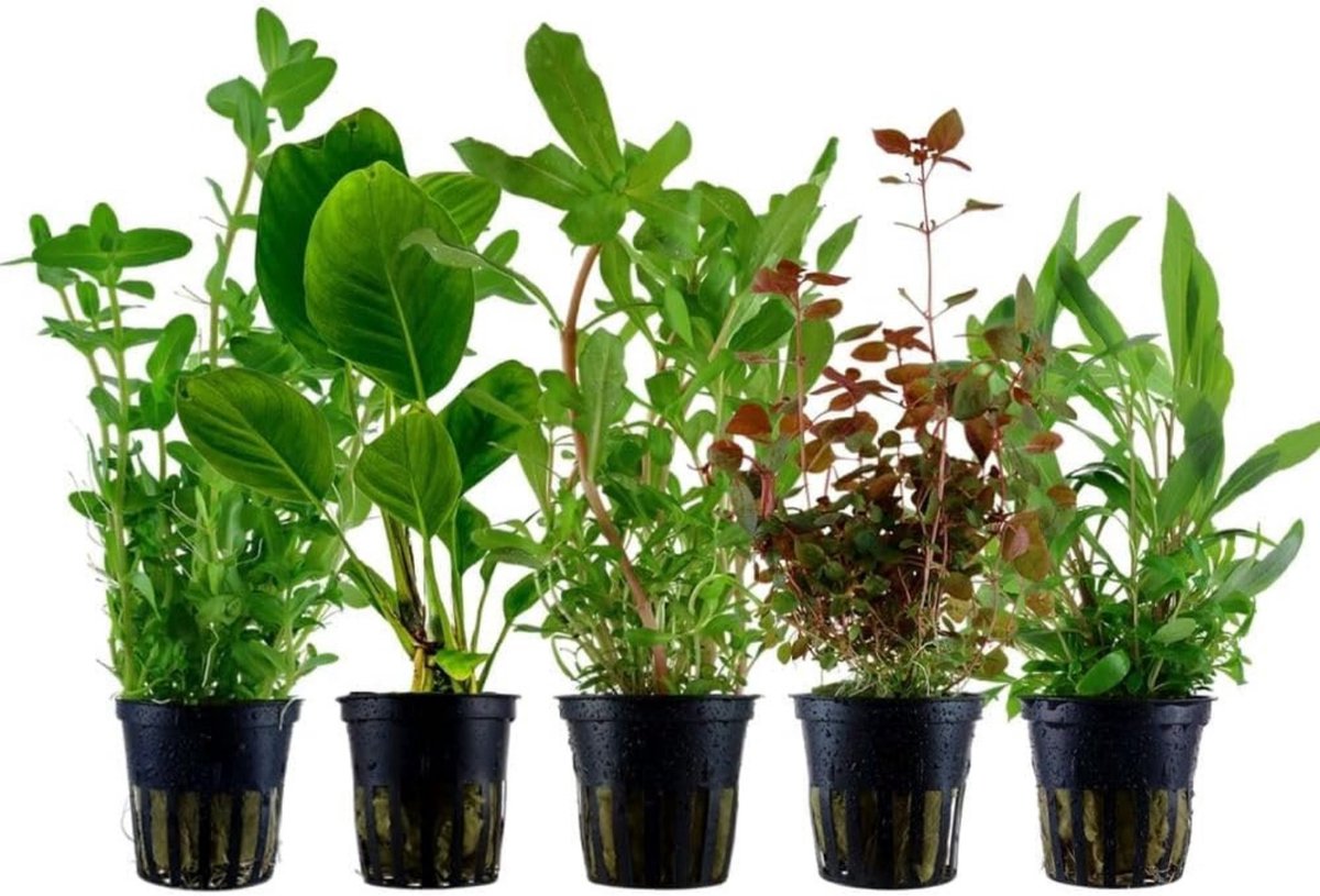 AquaOne Aquariumplanten I 5X Waterplanten I Achtergrond Aquariumplanten I Alternanthera Bacopa Echinodorus Hygrophila I Set met 5 achtergrondplanten