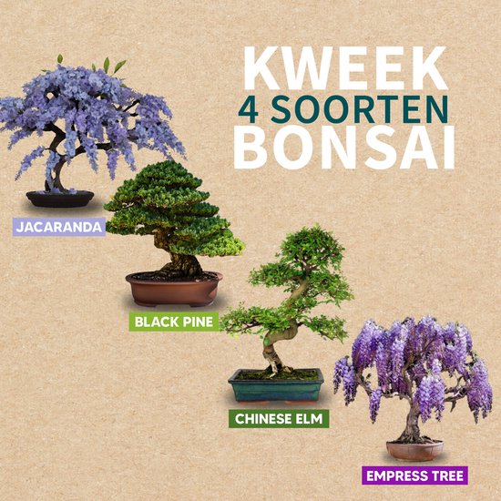 Vier verschillende bonsai bomen: Jacaranda, Black Pine, Chinese Elm, Empress Tree.