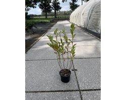 Zwarte appelbes (Aronia melanocarpa) 40-60 cm In pot - - -