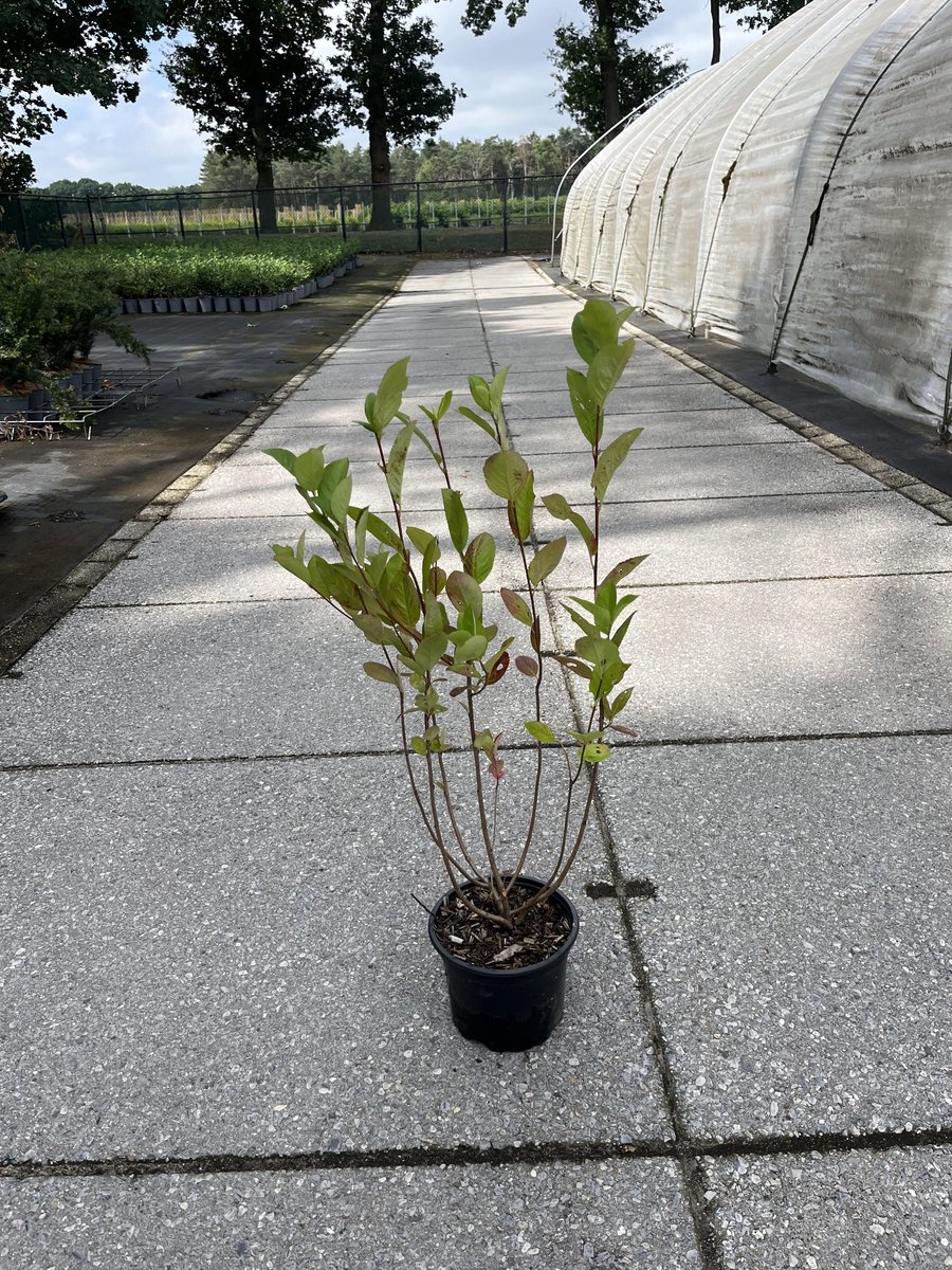 Zwarte appelbes 40-60 cm (in pot) - - Ø17 cm - - -