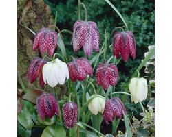 foto van Kievitsbloembollen (Fritillaria meleagris)