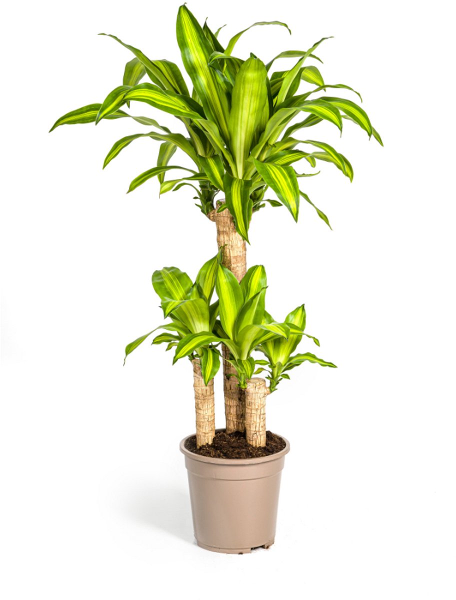 Dracaena Fragrans Massangeana Ø21cm - 90
