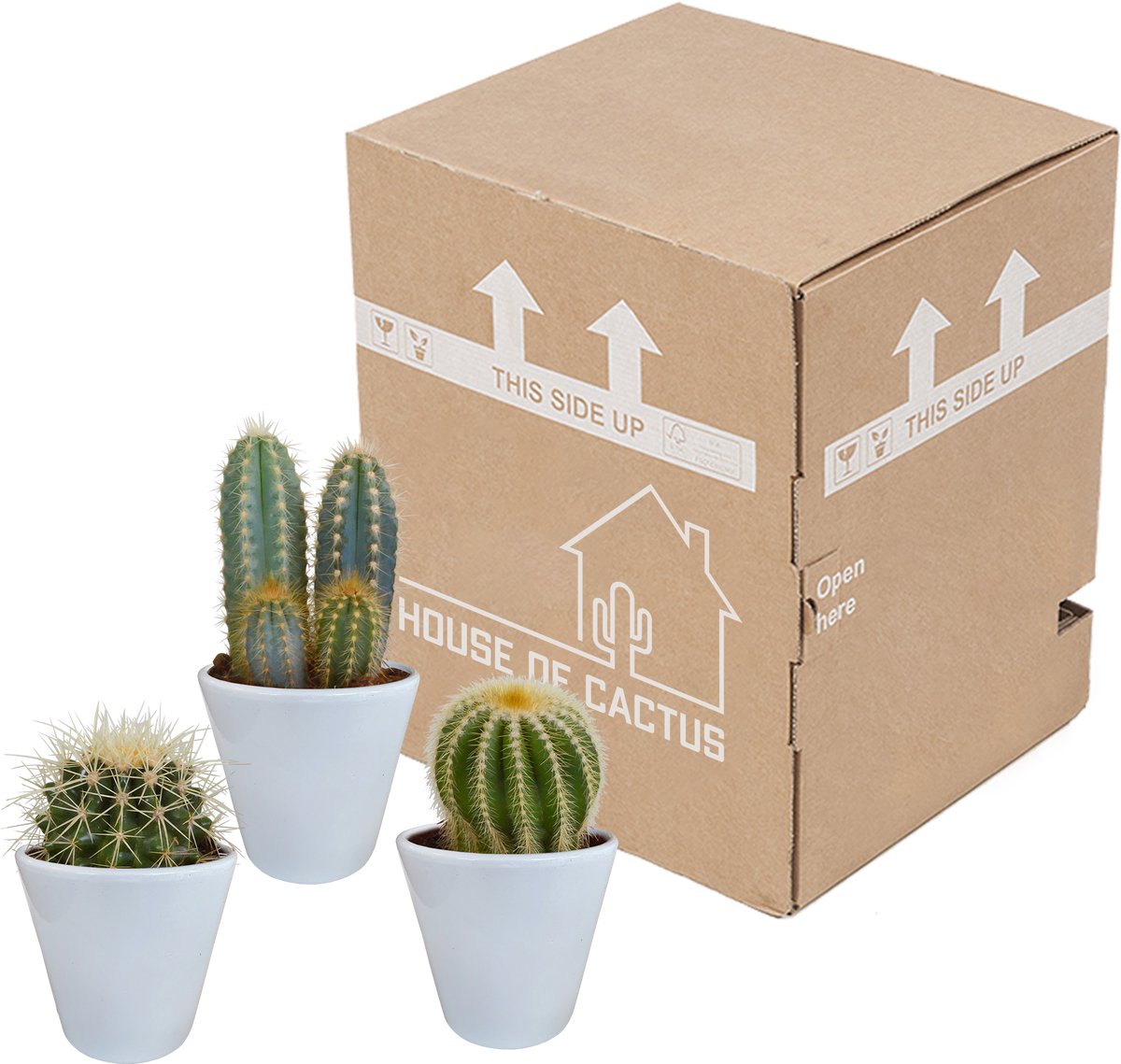 Cactus mix 8.5 cm in witte pot | 3 stuks