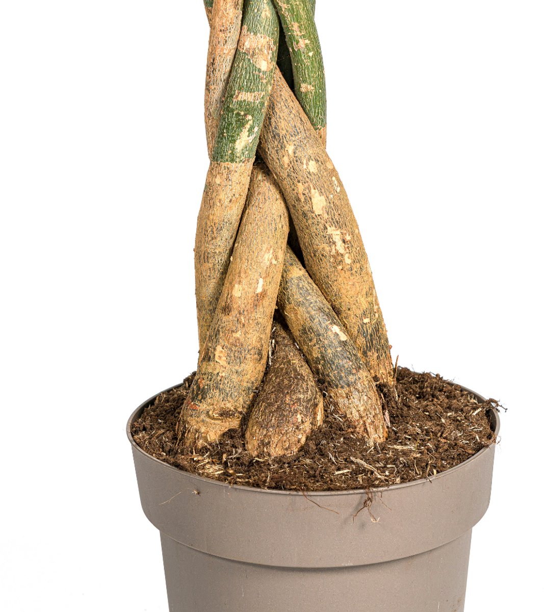 Pachira Aquatica Ø30cm - 160