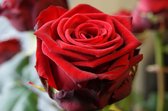 25 rode rozen per stuk in cellofaan verpakt + 25 kaartjes met tekst