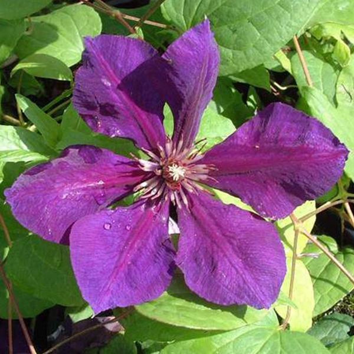 Clematis 'Gipsy Queen' - Bosrank 50-60 cm in pot
