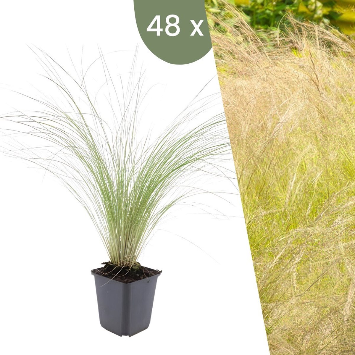Plants by Frank | 48 Federgras planten | Stipa tenuissima 'Ponytails' | Winterharde bodembedekker planten | tuinplanten | Winterharde vaste planten meerjarig | Winterharde tuinplanten