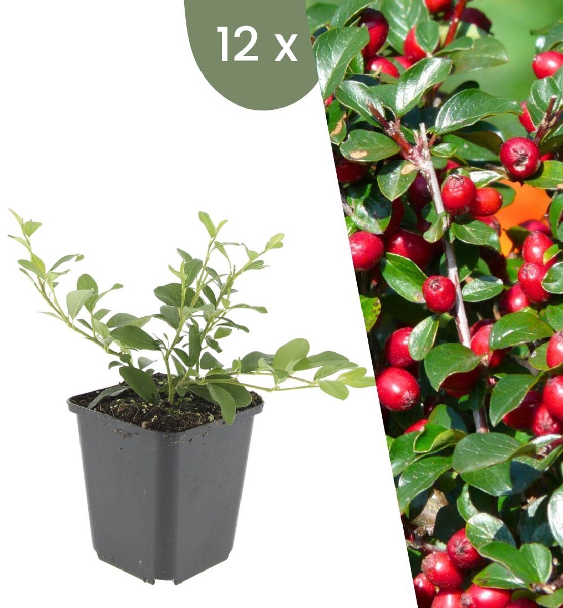 Plants by Frank | 12 Dwergmispel Planten | Cotoneaster suecicus 'Coral Beauty' | Winterharde bodembedekker planten | tuinplanten | Winterharde vaste planten meerjarig | Winterharde tuinplanten