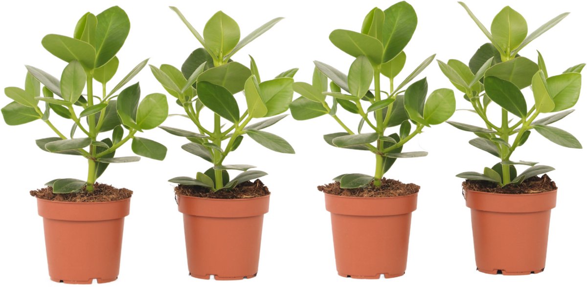 Plant in a Box - Set van 4 Clusia rosea Princess - Stevige kamerplant - Groene bladeren - Pot 12cm - Hoogte 25-35cm