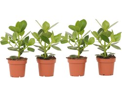 Plant in a Box - Set van 4 Clusia rosea Princess - Stevige kamerplant - Groene bladeren - Pot 12cm - Hoogte 25-35cm