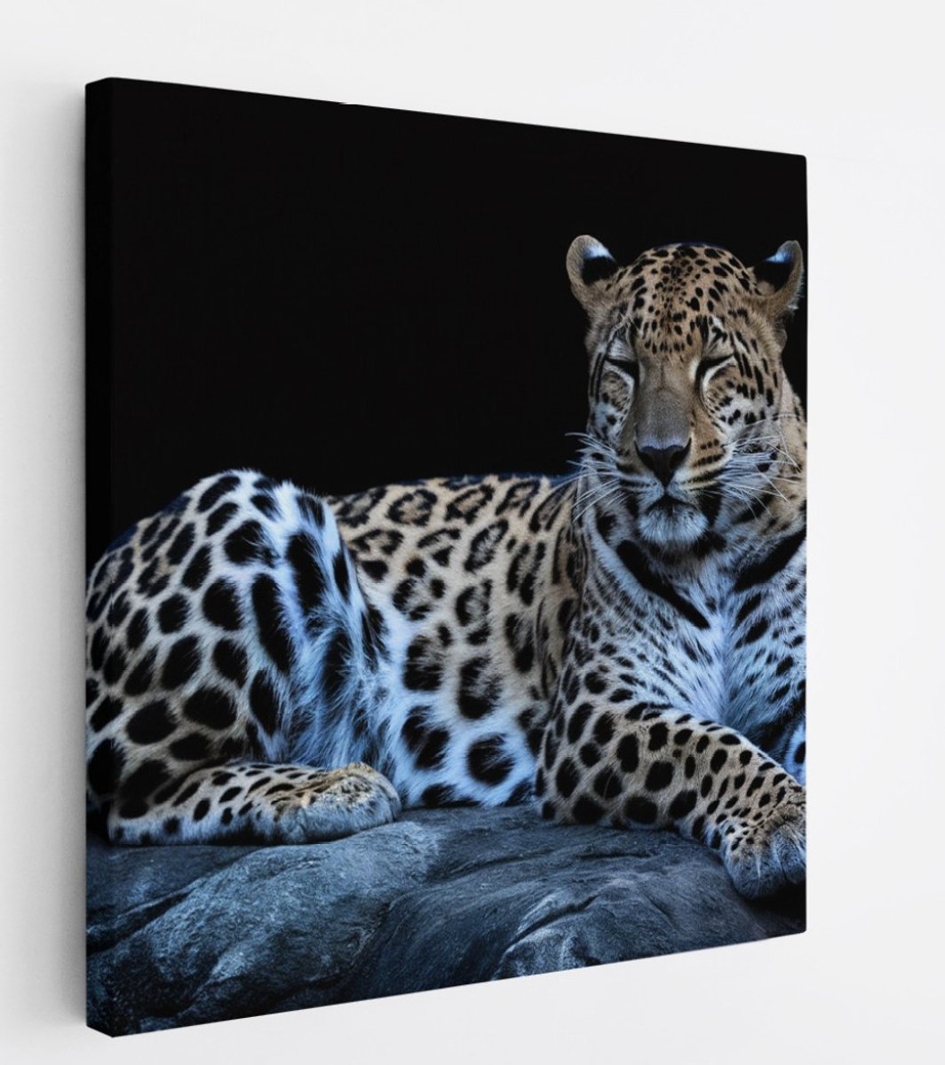 Saammp Canvas Schilderij - Luipaard op steen - Natuur - Dieren - 30x30 - Foto op canvas - Wanddecoratie - Muurdecoratie Woonkamer - Slaapkamer decoratie - Canvas Print Multicolor
