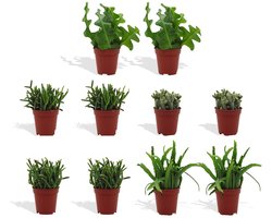 DutchLeafs Rhipsalis Mix Mini Vetplanten - 10 Stuks - Kwekerspot 5,5 cm - Hoogte 8-15 cm - Mini Plantjes - Succulenten - Kamerplanten
