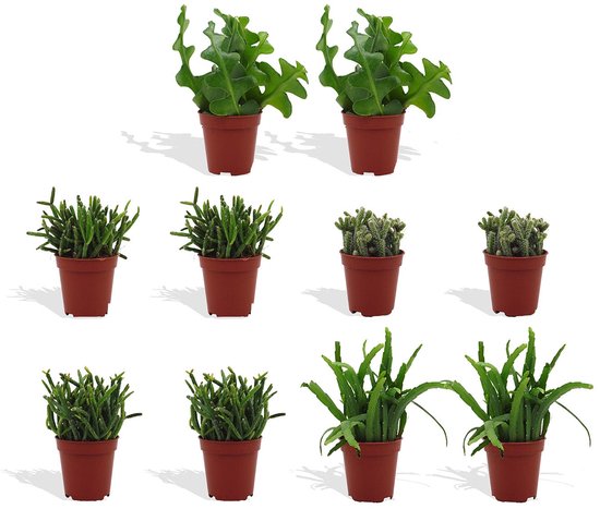 DutchLeafs Rhipsalis Mix Mini Vetplanten - 10 Stuks - Kwekerspot 5,5 cm - Hoogte 8-15 cm - Mini Plantjes - Succulenten - Kamerplanten