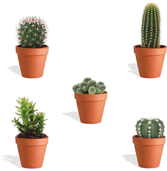 DutchLeafs Cactus Mix in Terracotta Bloempot - 5 Stuks - Kwekerspot 5,5 cm - Hoogte 8-15 cm - Mini Cactussen - Kamerplanten