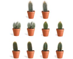 DutchLeafs Cereus Mix Mini Cactussen in Terracotta Bloempot - 10 Stuks - Kwekerspot 5,5 cm - Hoogte 8-15 cm - Mini Plantjes - Zuilcactus - Cactus Plant - Kamerplanten