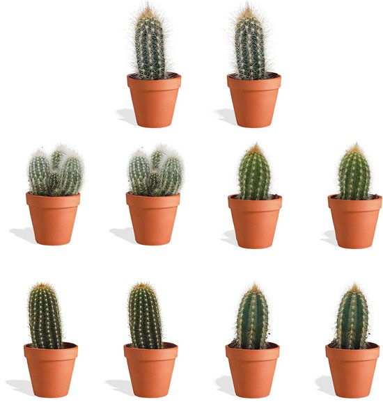 DutchLeafs Cactus Mix - 20 Stuks - Kwekerspot 5,5 cm DutchLeafs Cactus Mix - 20 Stuks - Kwekerspot 5,5 cm