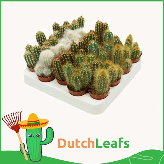 Een tray met veel kleine cactussen van verschillende soorten en maten, met 'DutchLeafs' logo.