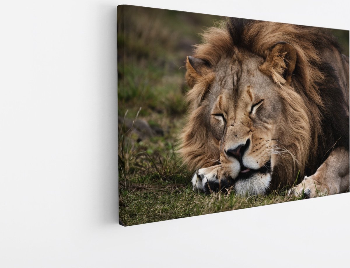 Saammp Canvas Schilderij - Slapende Leeuw - Dieren - Natuur - 40x30 - Foto op canvas - Wanddecoratie - Muurdecoratie Woonkamer - Slaapkamer decoratie - Canvas Print Multicolor