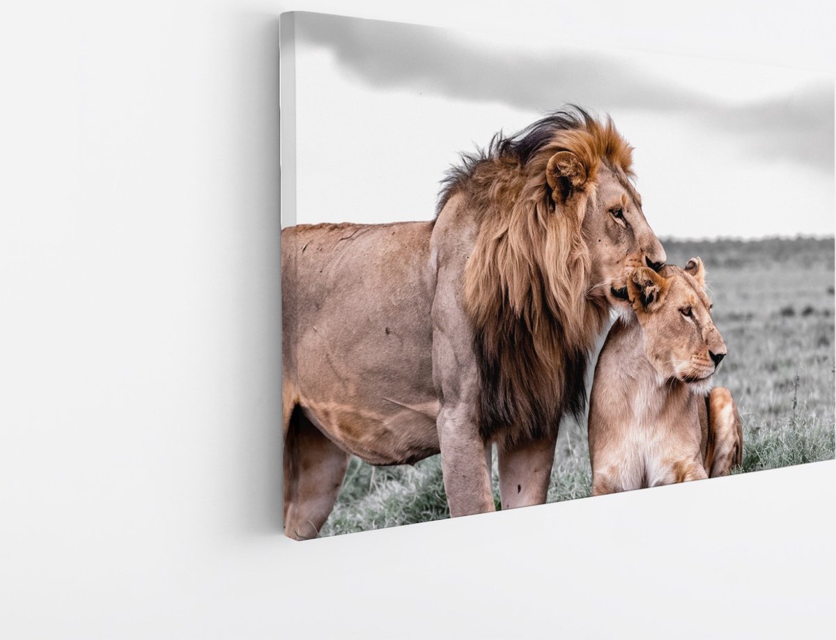 Saammp Canvas Schilderij - 2 Leeuwen - Liefdevol - Dieren - Natuur - 70x50 - Foto op canvas - Wanddecoratie - Muurdecoratie Woonkamer - Slaapkamer decoratie - Canvas Print Multicolor