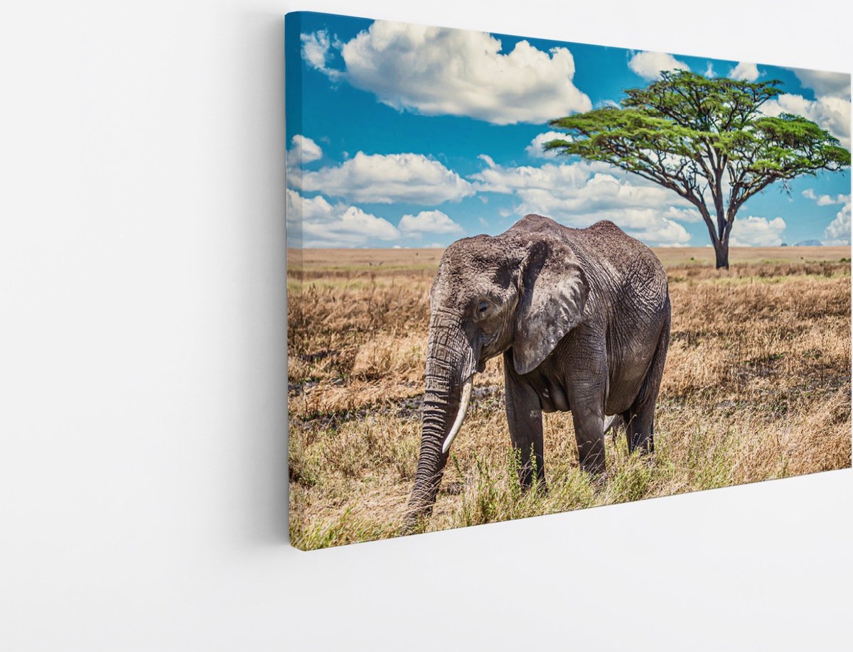 Saammp Canvas Schilderij - Olifant in de Serangeti - Natuur - Dieren - 50x40 - Foto op canvas - Wanddecoratie - Muurdecoratie Woonkamer - Slaapkamer decoratie - Canvas Print Multicolor