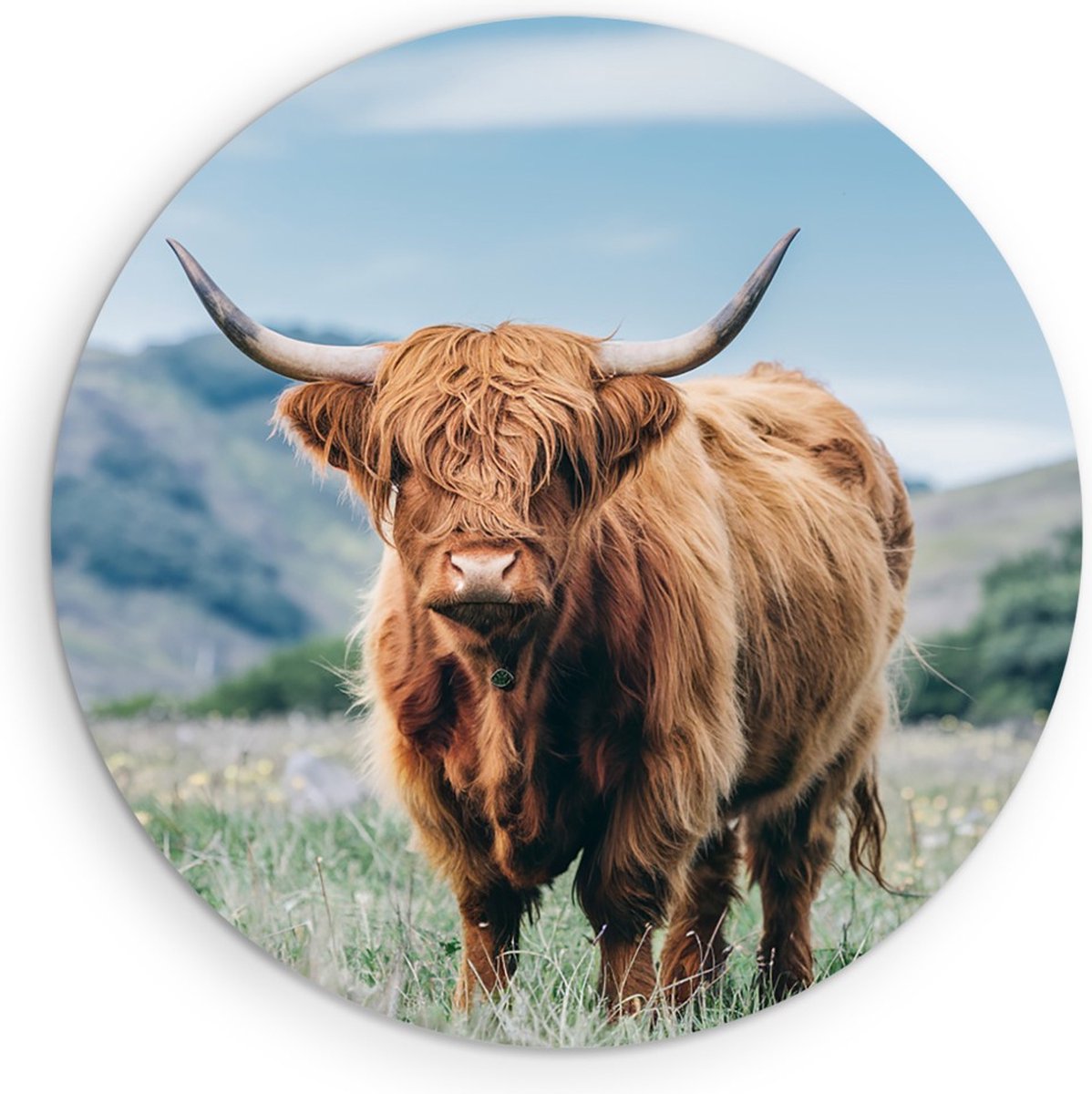 Saammp Muurcirkel Hout - Schotse Hooglander Koe - Bloesem - Landschap - Dieren - Natuur - Ø 60 - Wandcirkel - Wanddecoratie Cirkel - muurdecoratie Woonkamer - Slaapkamer decoratie - Rond Schilderij