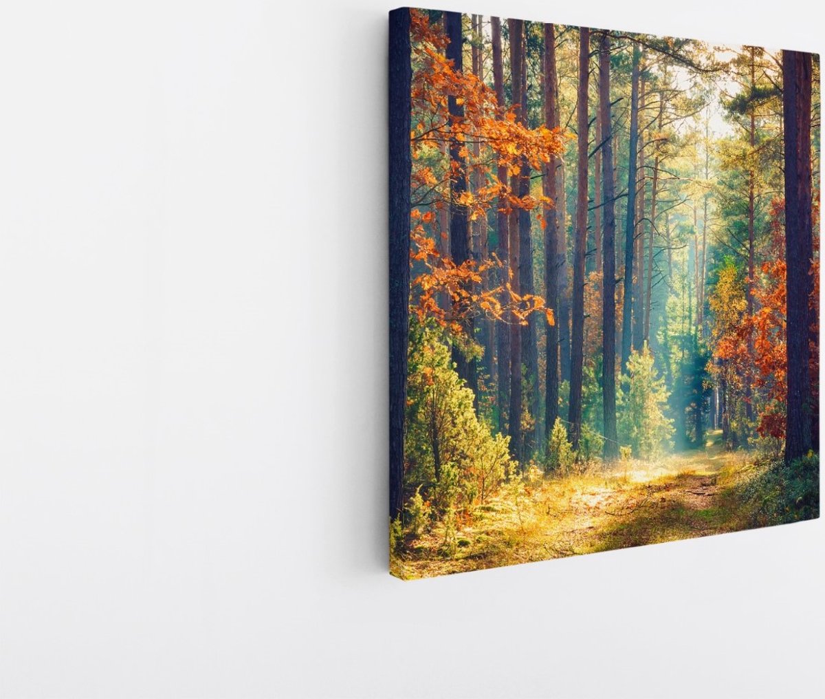 Saammp Canvas Schilderij -Bos - Zonlicht - Herfst - Landschap - Natuur - 60x60 - Foto op canvas - Wanddecoratie - Muurdecoratie Woonkamer - Slaapkamer decoratie - Canvas Print