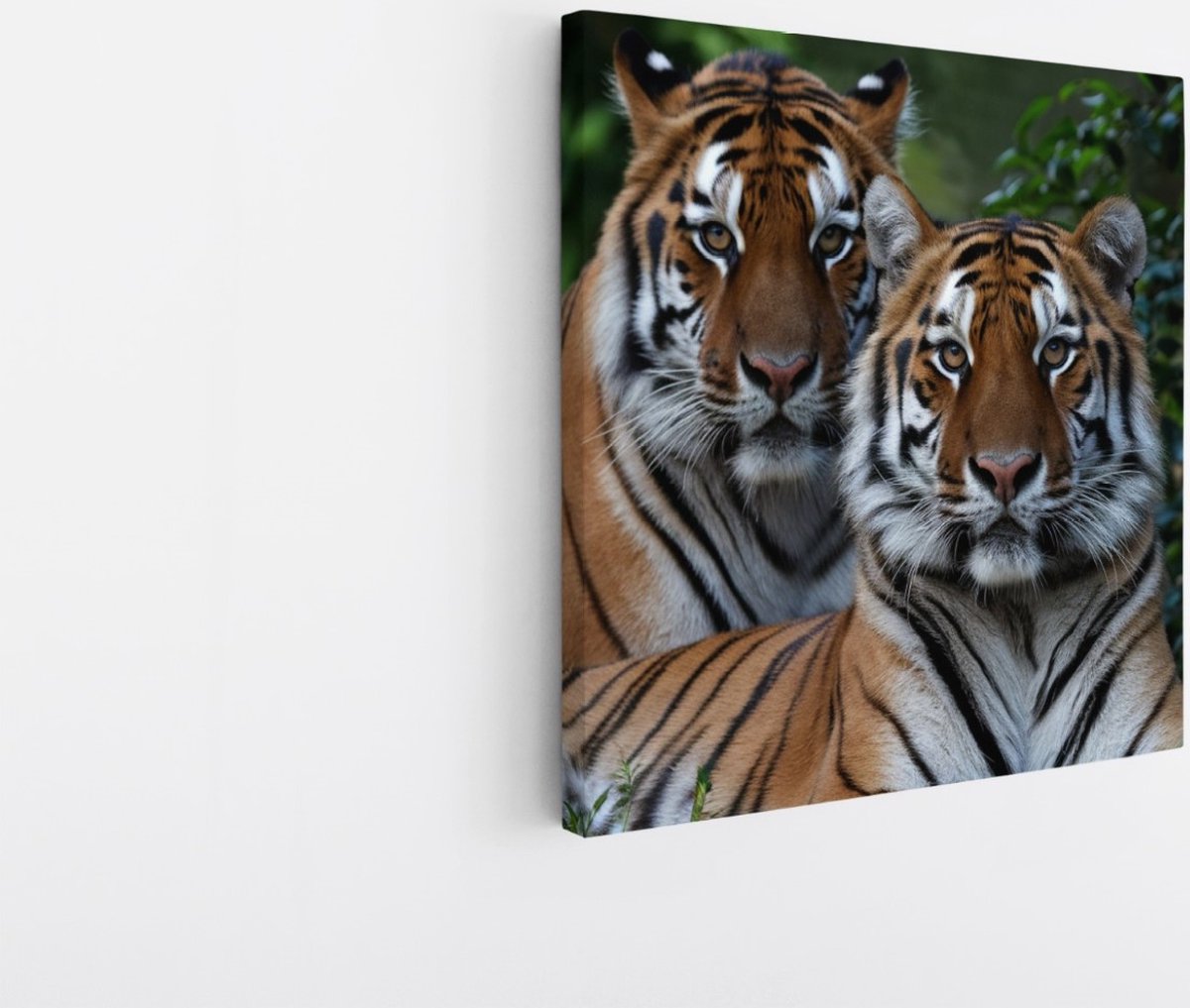 Saammp Canvas Schilderij - 2 Tijgers tussen de Planten - Natuur - Dieren - 60x60 - Foto op canvas - Wanddecoratie - muurdecoratie Woonkamer - Slaapkamer decoratie - Canvas Print Multicolor