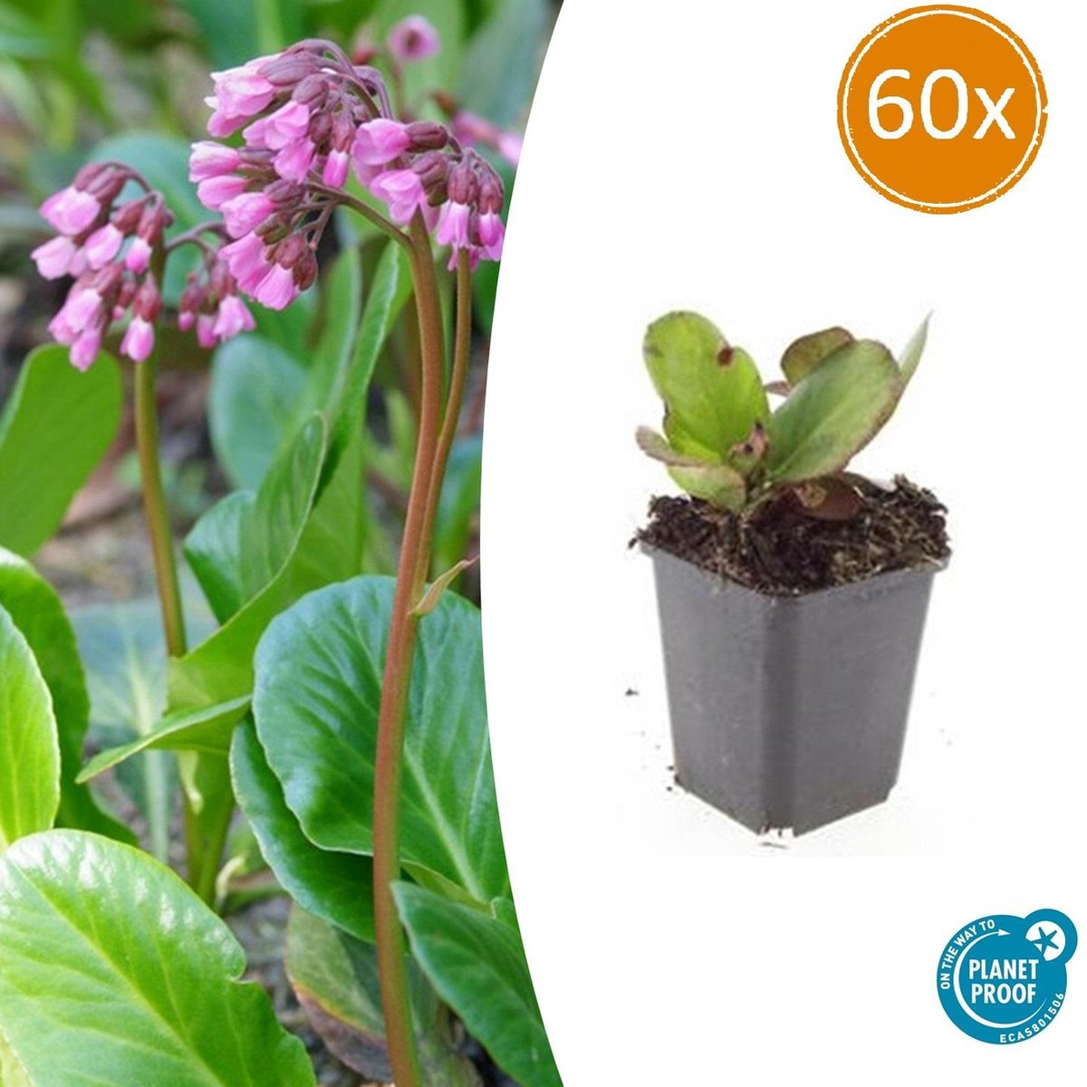 Tuinplantenshop.com | Bergenia cordifolia 'Herbstblüte' | 60 stuks - Ø9cm - 10-25cm hoog - Tuinplant