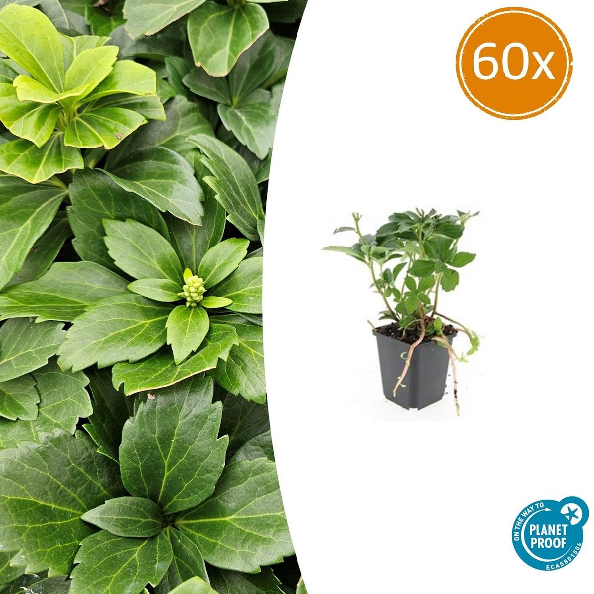 Tuinplantenshop.com | Pachysandra terminalis | 60 stuks - Ø9cm - 10-25cm hoog - Tuinplant