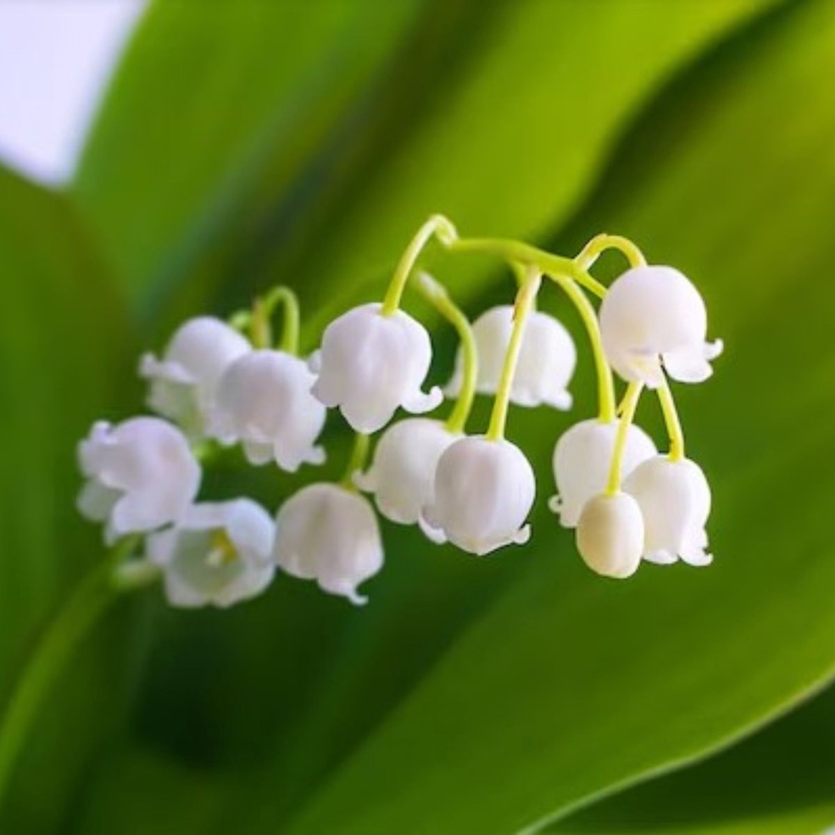 Lelietje-van-dalen (Convallaria Majalis) - - Lelietje van Dalen - Bijen-Vlinders - Snijbloemen - Geurend - Voorjaarsbollen - bloeit in Mei / Juni