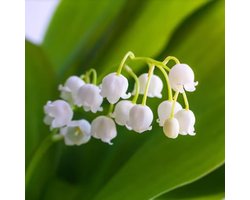 Lelietje-van-dalen (Convallaria Majalis) - - Lelietje van Dalen - Bijen-Vlinders - Snijbloemen - Geurend - Voorjaarsbollen - bloeit in April / Mei