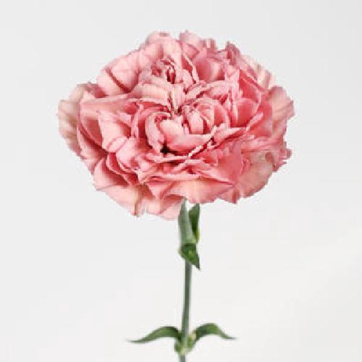 20x Dian.lege pink 70cm