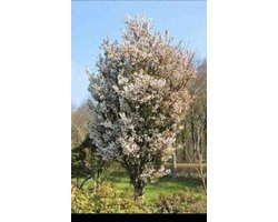 Prunus nipponica 'Brillant' - Sierkers 60- 80 cm in pot