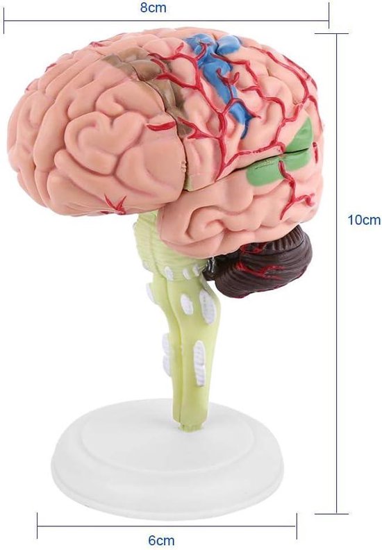 Modèle anatomique du Cerveau humain, coupe transversale médicale en plastique pour l'éducation - Modèle Anatomie .