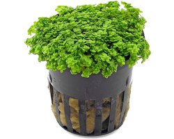Moerings Hemianthus Callitrichoides | Dwergparelkruid | in 5 cm pot