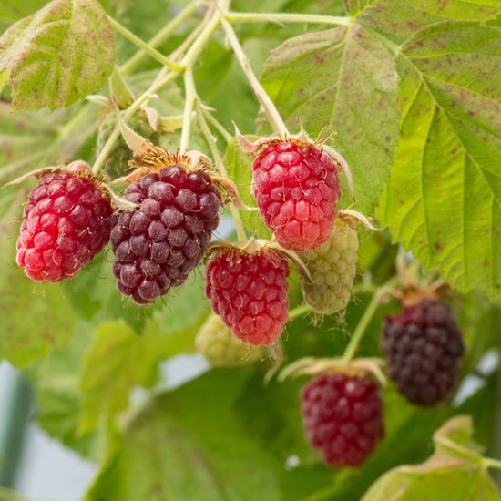 Close-up van rijpe en onrijpe tayberries aan een struik met groene bladeren.