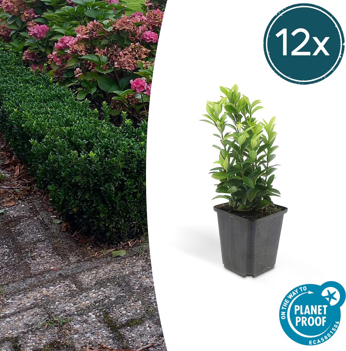 Tuinplantenshop.com | Euonymus jap. Green Spire | 12 stuks - Ø9cm - 10-25cm hoog - Tuinplant