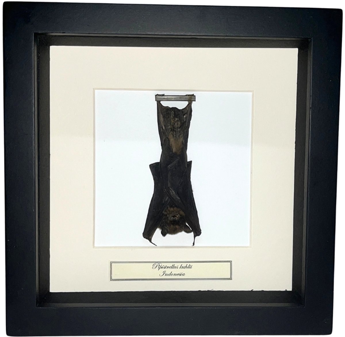 Hangende Opgezette Vleermuis in houten lijst - Zwarte Chiroptera in 16 x 16cm zwarte lijst