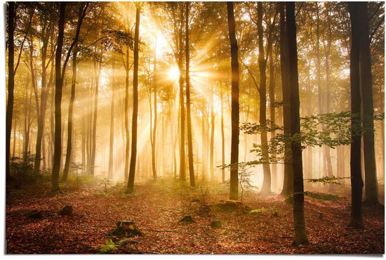 Poster Enlightened Forest - 61x91,5cm - Papier - REINDERS