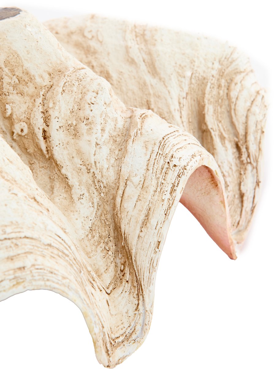Ornament SHELL - 41x25x17cm - Bruin