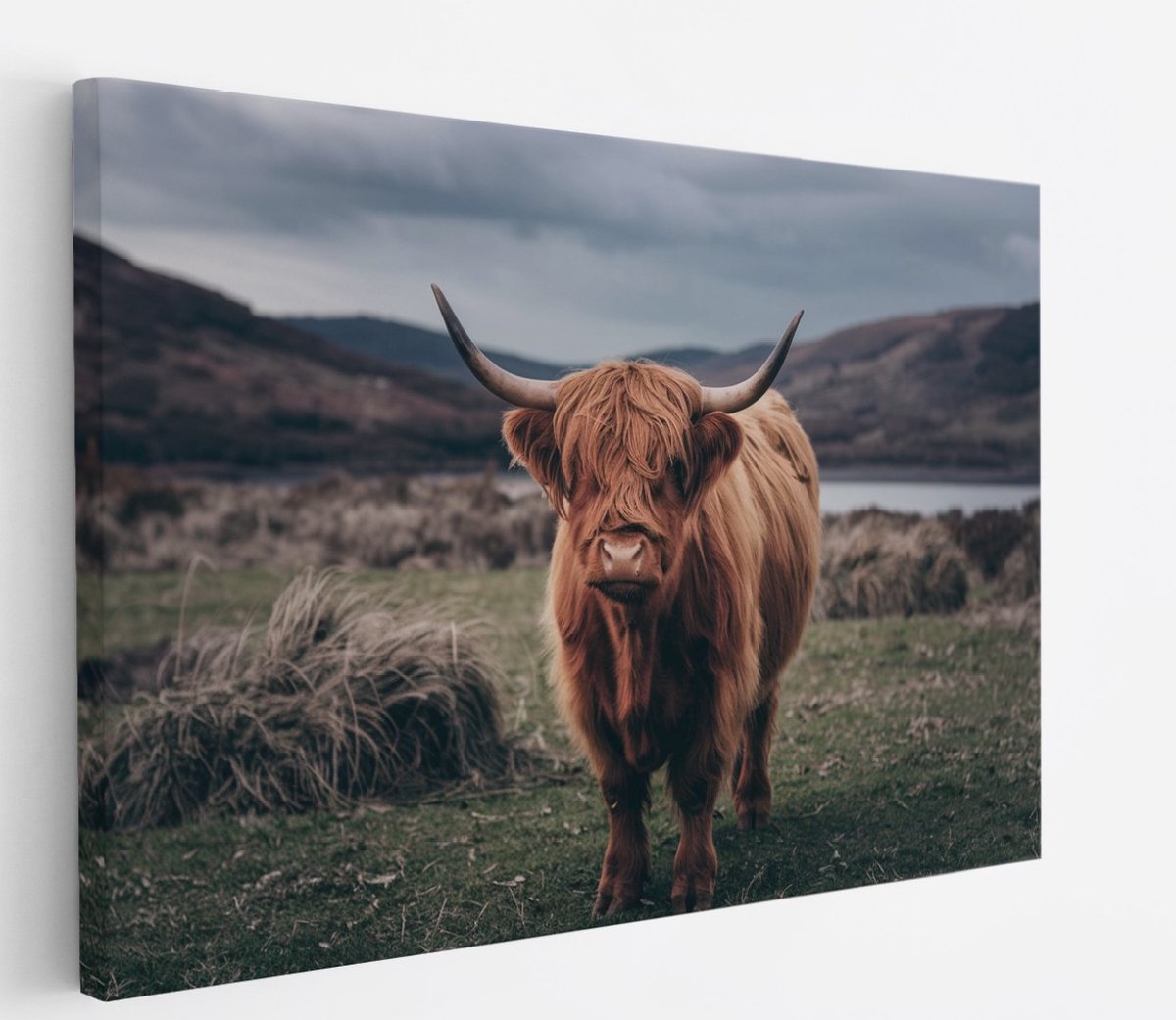 Saammp Canvas Schilderij - Schotse Hooglander Koe in de wei - Schotland - Dieren - Portret - 120x80 - Foto op canvas - Wanddecoratie - muurdecoratie Woonkamer - Slaapkamer decoratie - Canvas Print Multicolor