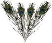 10x plumes de paon décoratives