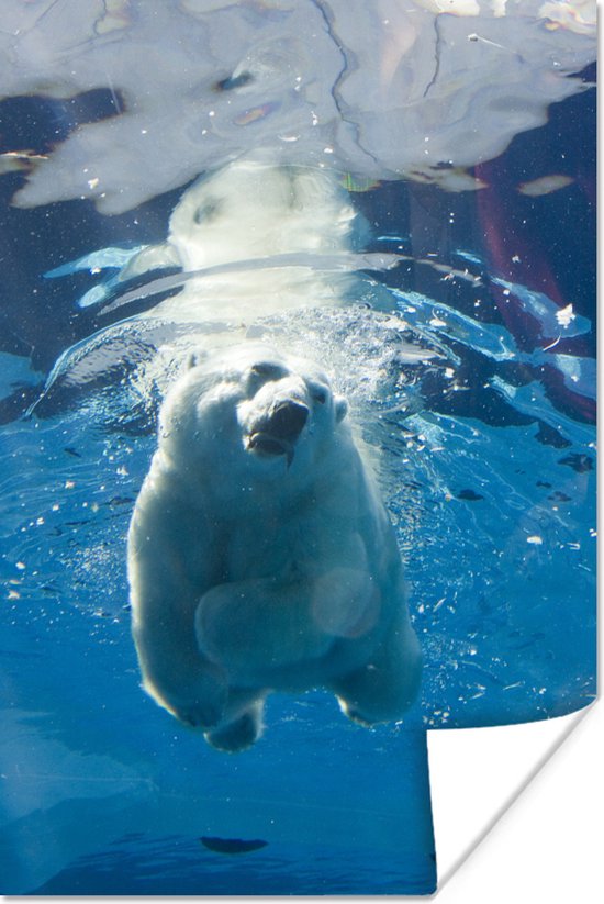 Zwemmende ijsbeer met vis in zijn bek 40x60 cm - Foto print op Poster (wanddecoratie woonkamer / slaapkamer)